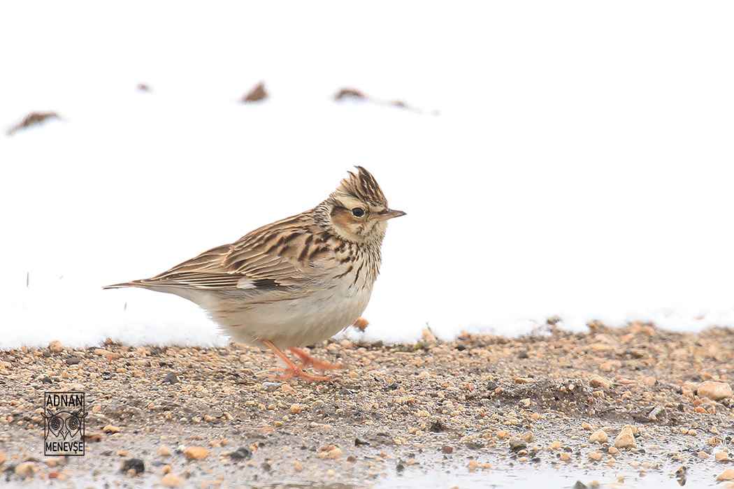 Wood Lark